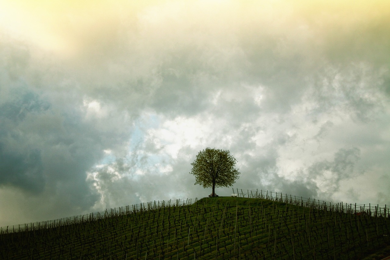 tree, hill, vines-207584.jpg
